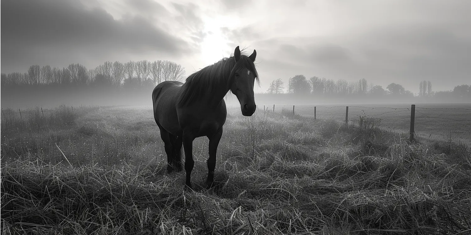 Czym cechuje się profesjonalne krematorium dla zwierząt?